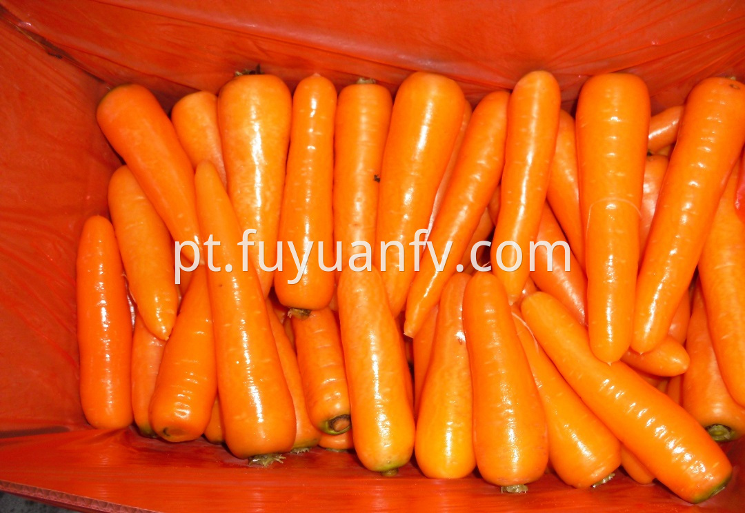 fresh carrot